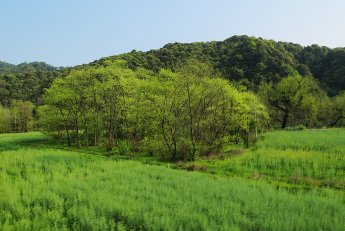 祁門縣水土保持與生態(tài)修復(fù)工作再提速