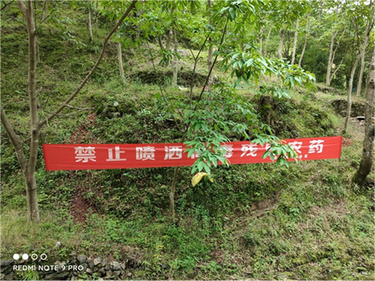 歙县着力打造山核桃生态果园