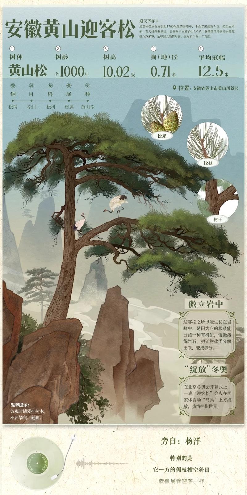 一棵树何以成为中国名片