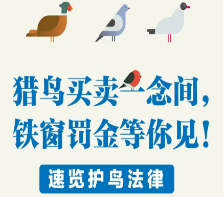猎鸟买卖一念间，铁窗罚金等你见！速览护鸟相关法律法规