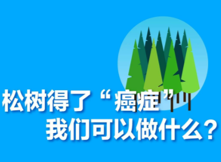 松树得了“癌症” 我们可以做什么